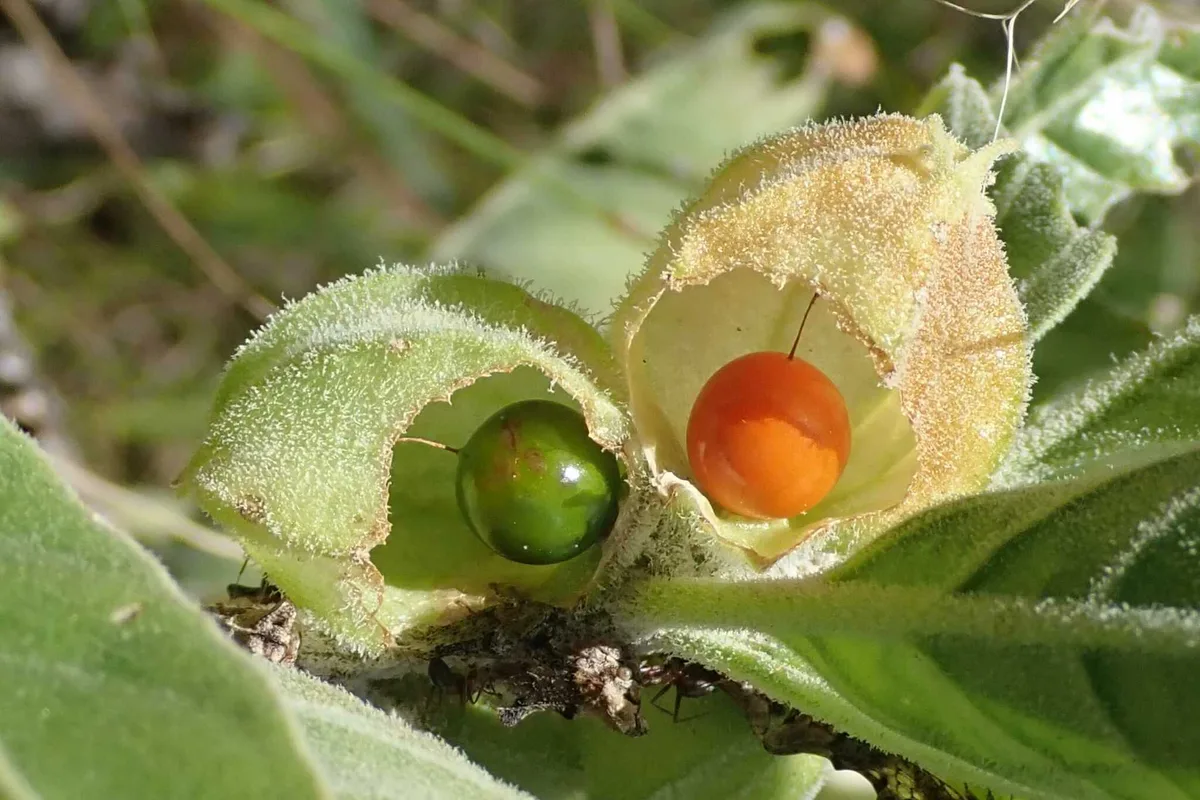 An ashwagandha plant with its papery husks split open around a ripe orange berry and a green one