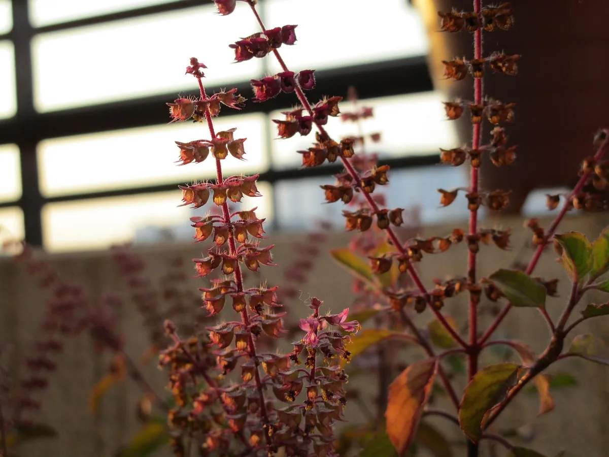Purple holy basil (tulsi) in flower, its tall spikes lit by a window
