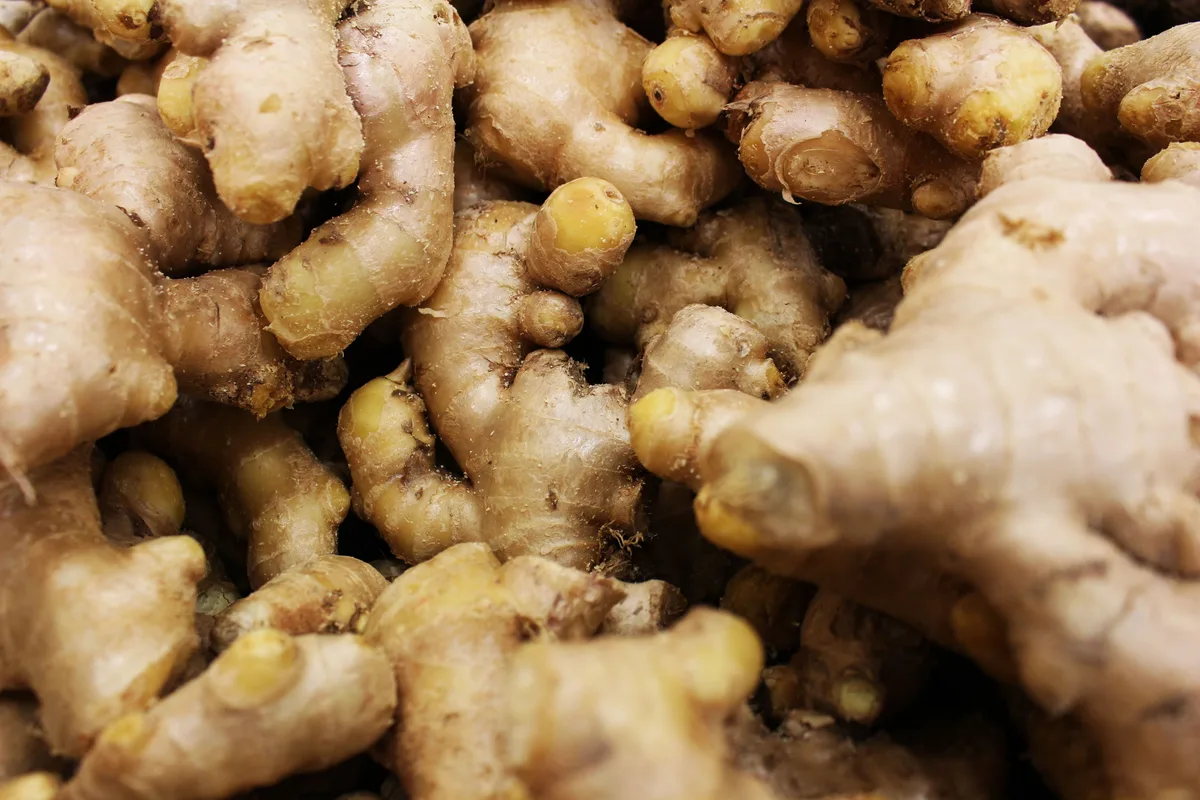 A close-up pile of fresh ginger roots