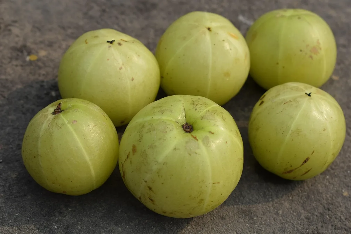Six whole amla fruits, pale green with faint ridges, on a gray stone surface