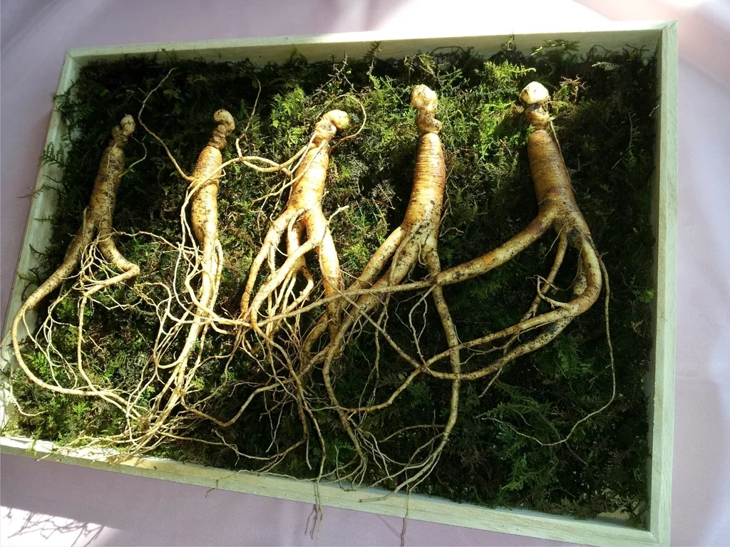 Fresh ginseng roots laid out on a bed of moss in a wooden box