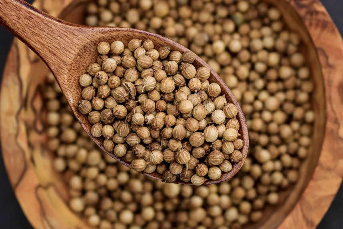 A wooden spoon of whole coriander seeds over a bowl of the same