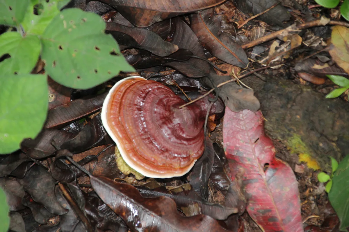 A glossy reddish-brown reishi mushroom with a pale rim, growing among fallen leaves