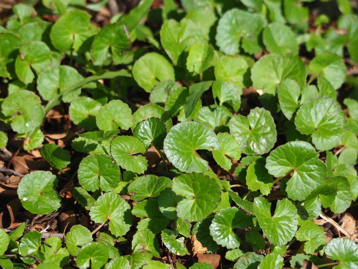 Gotu kola (Centella asiatica) spreading across the ground
