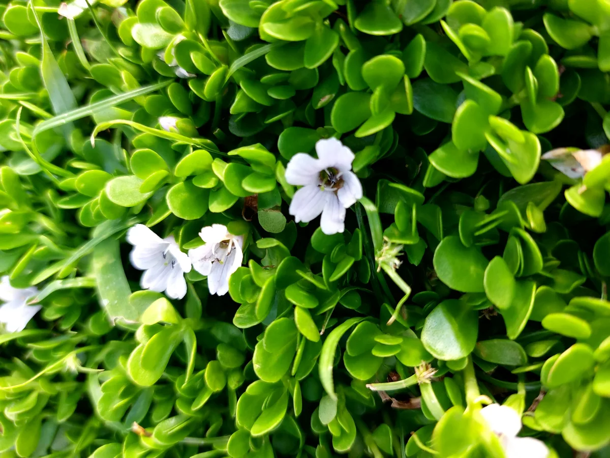 Fresh brahmi leaves and white flowers