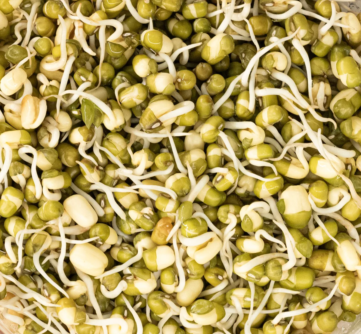 Sprouted mung beans with short white shoots