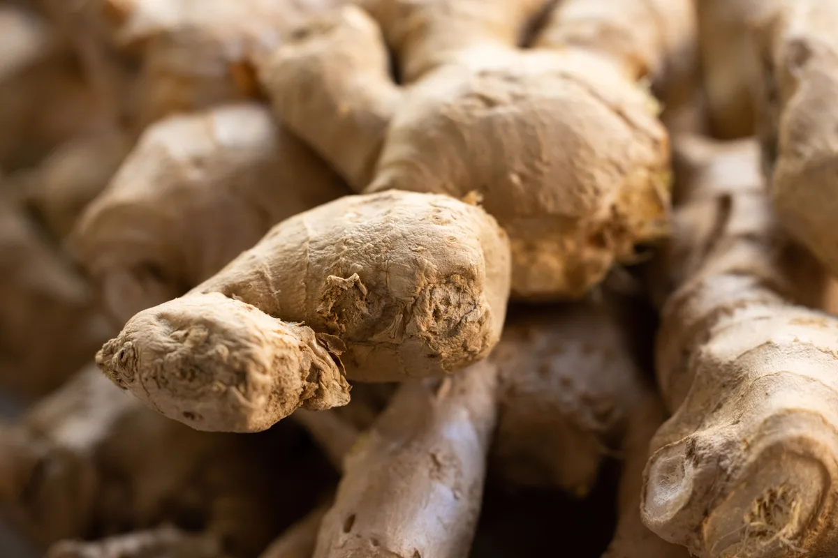 A close-up of fresh ginger roots