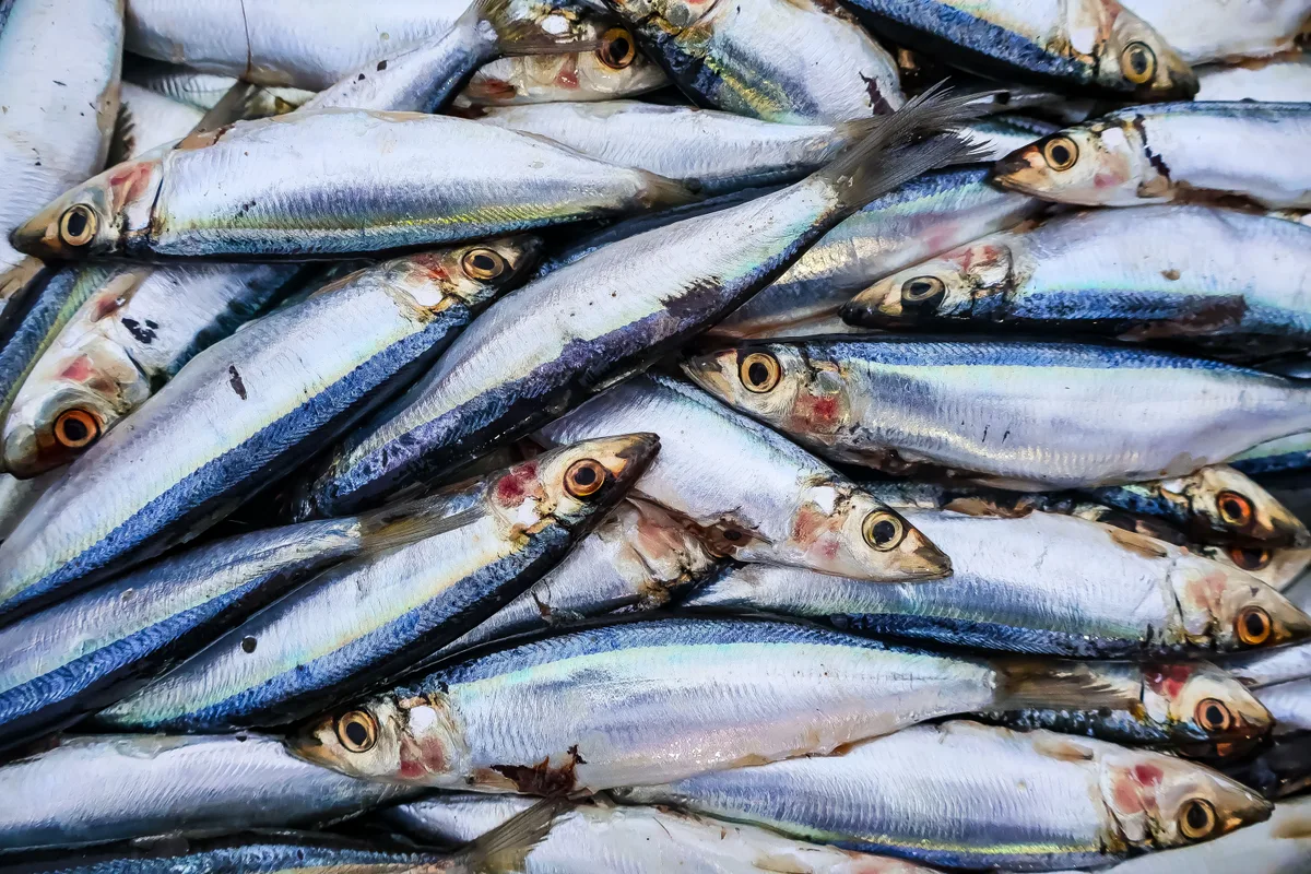 Fresh whole sardines with silver and blue skin, packed side by side