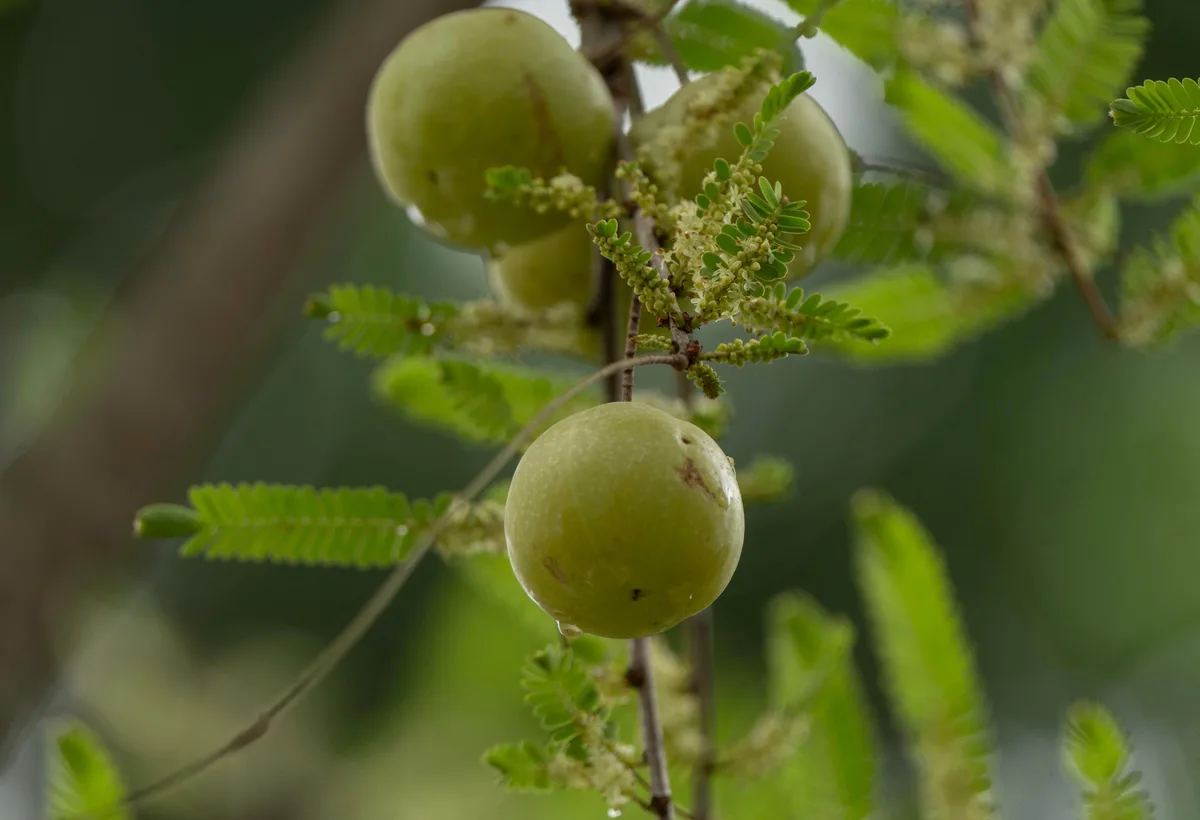 Round pale green amla fruits hanging from a branch among feathery leaves
