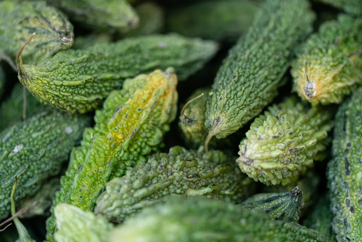 A close-up of a pile of bumpy green bitter melons