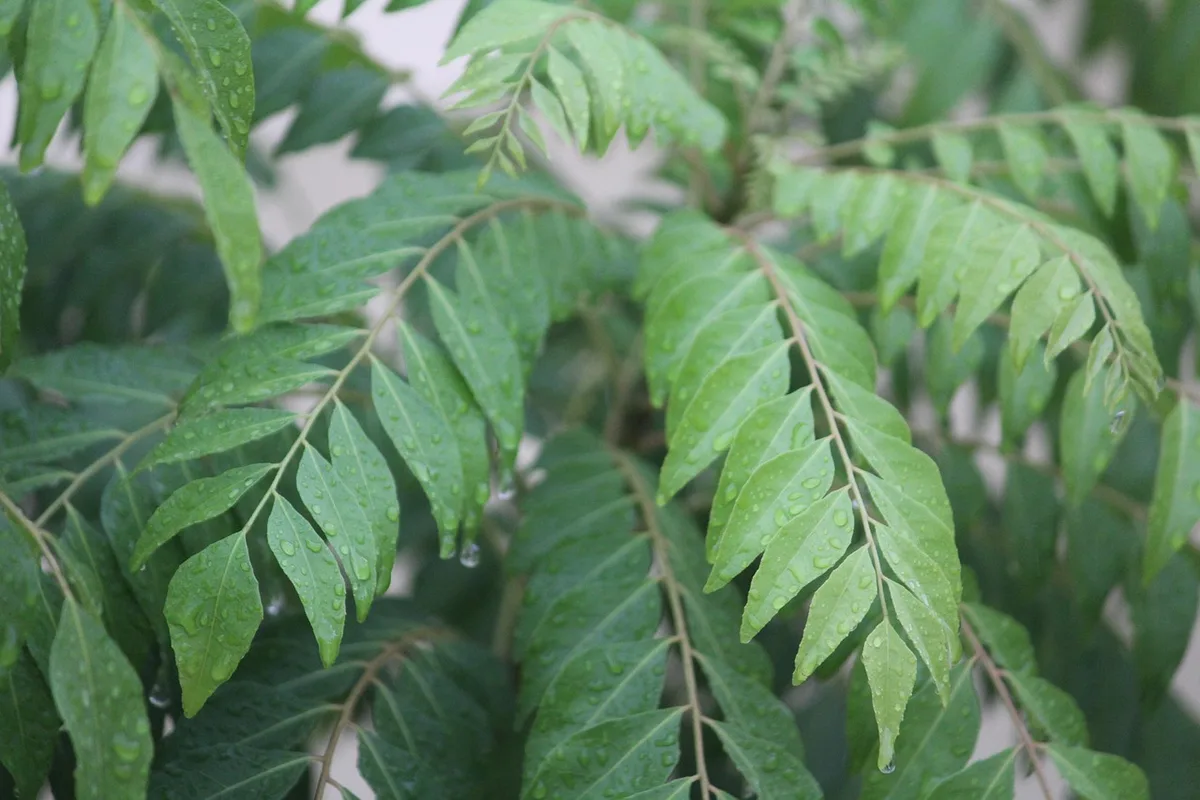 A branch of fresh curry leaves, still beaded with water