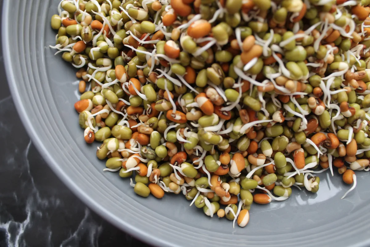 Sprouted mung beans and other legumes on a gray plate