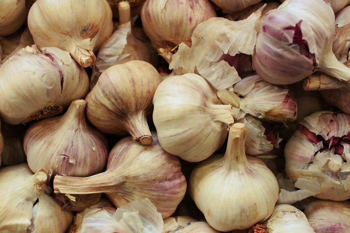 A pile of whole garlic heads with papery white and purple skins