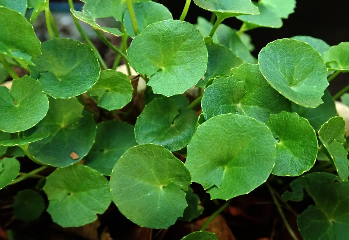 Round, scalloped gotu kola leaves growing close together