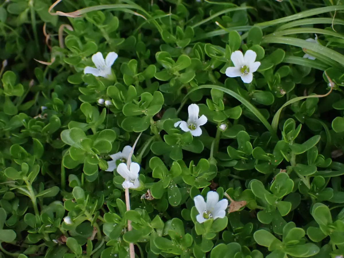 Brahmi (Bacopa monnieri) plants with small white flowers and thick, rounded leaves