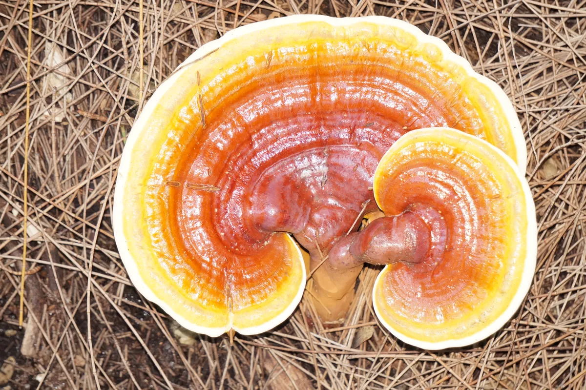 A reishi mushroom with a glossy red-orange cap lying on dry pine needles