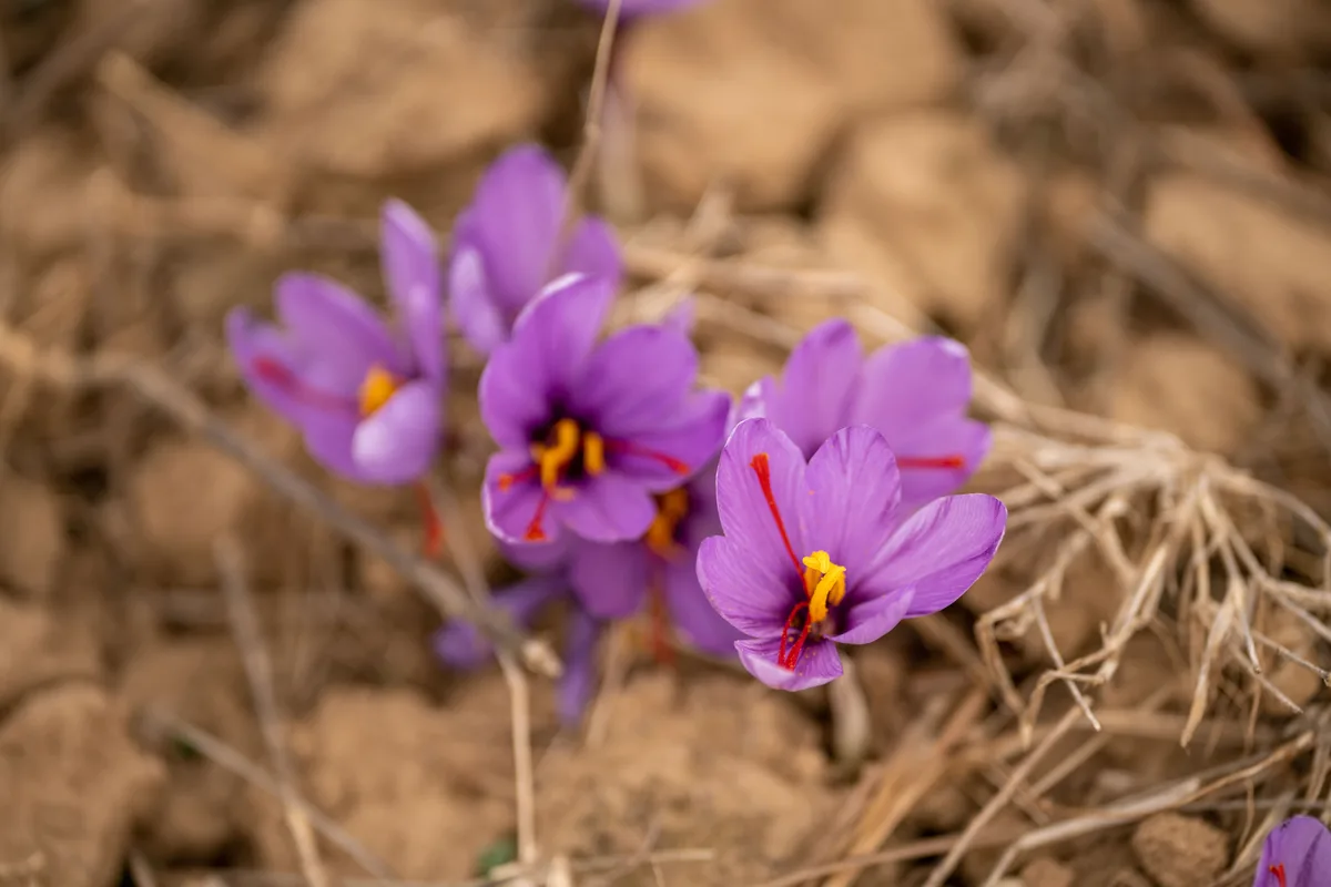 Saffron crocus flowers in dry soil, their red stigmas showing