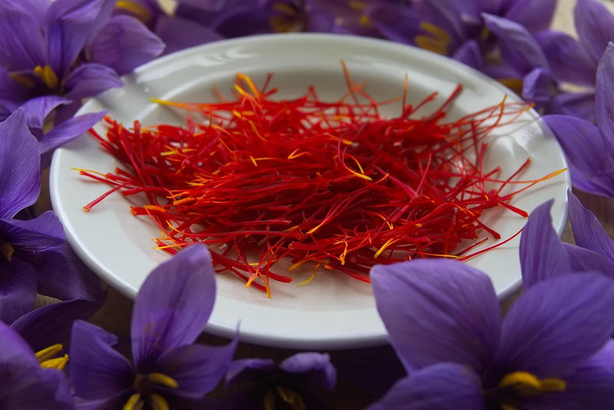A white plate of red saffron threads surrounded by purple crocus flowers
