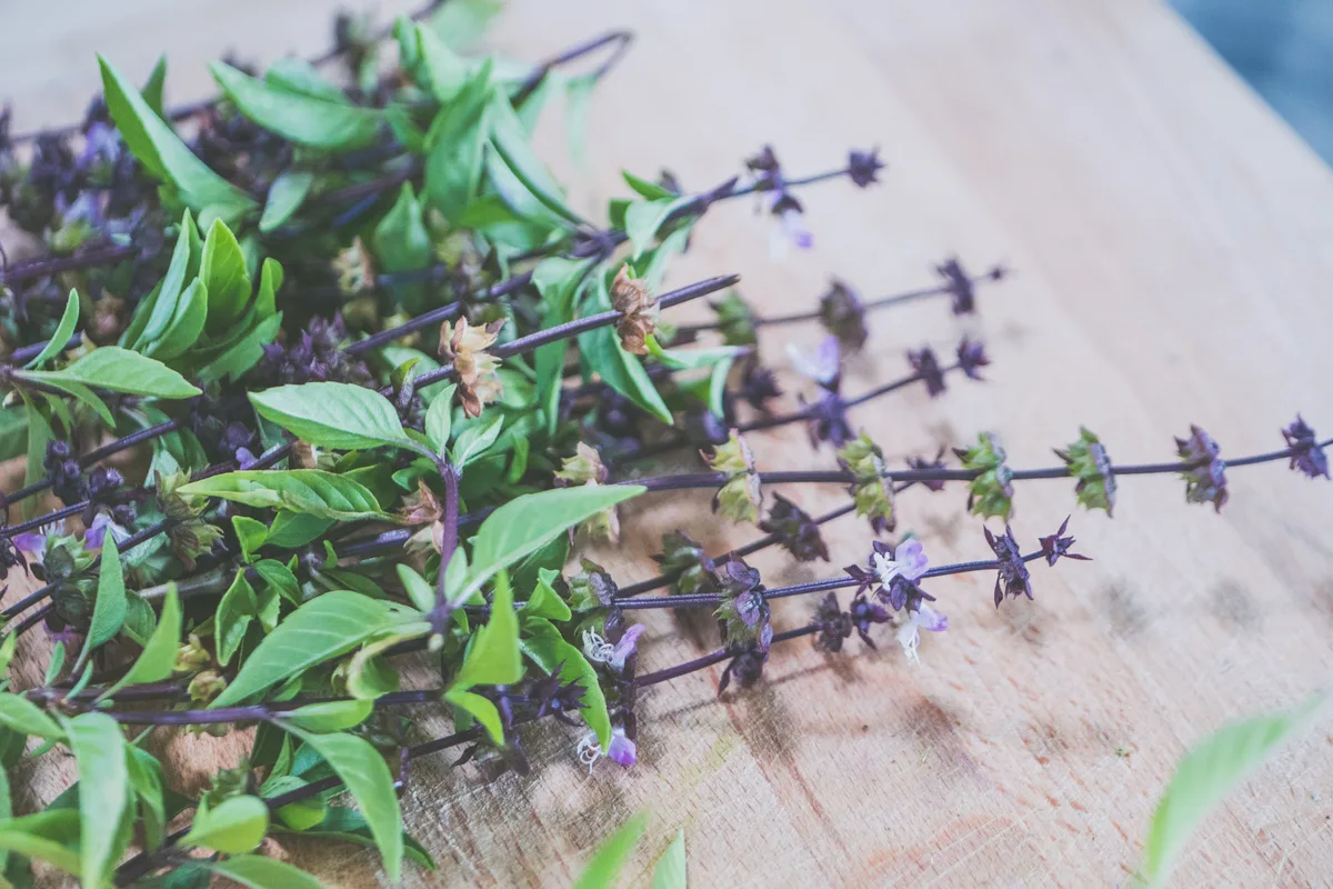 Sprigs of basil with purple stems and flower spikes on a wooden board