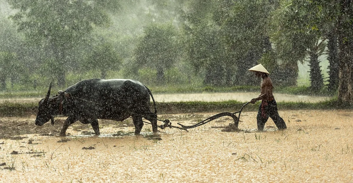 A farmer in a conical hat ploughing a flooded rice field behind a water buffalo in the rain